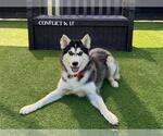 Small #2 Siberian Husky