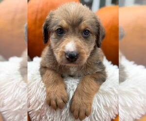 Bernedoodle Puppy for sale in OLIN, NC, USA