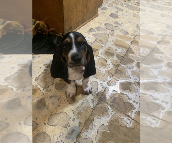 Medium Photo #2 Basset Hound Puppy For Sale in DONNA, TX, USA