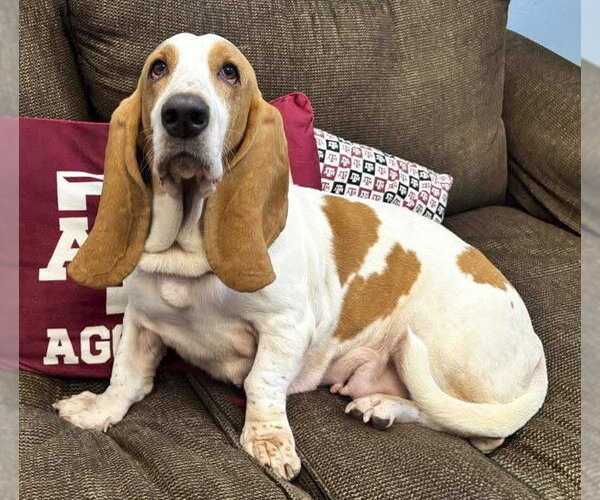 Medium Photo #1 Basset Hound Puppy For Sale in Deepwater, NJ, USA