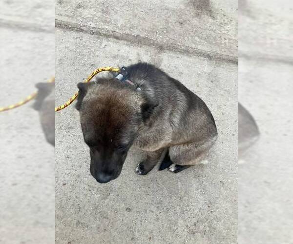 Medium Photo #2 Mutt Puppy For Sale in Calgary, Alberta, Canada