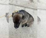 Small #1 Mutt