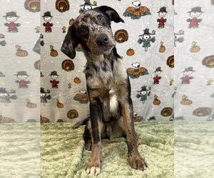 Catahoula Leopard Dog-Unknown Mix Dogs for adoption in Wetumpka, AL, USA