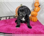 Small #2 Golden Mountain Dog