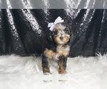 Small #3 Poodle (Toy)