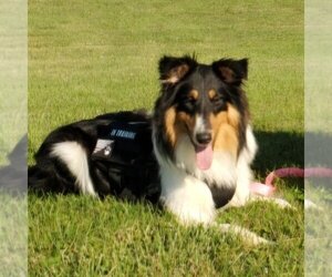 Collie-Unknown Mix Dogs for adoption in Dublin, OH, USA