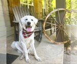 Winter - in New England - Male Great Pyrenees-Unknown Mix Dog for Adoption - Small photo