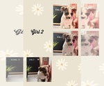 Small Photo #3 American Bully Puppy For Sale in ROCKFORD, IL, USA
