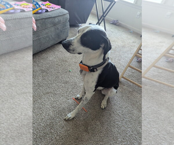 Medium Photo #3 Beagle-Unknown Mix Puppy For Sale in Aurora, IN, USA