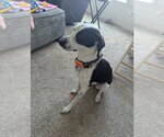 Small #2 Beagle Mix