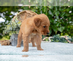 Small Photo #27 Golden Retriever Puppy For Sale in WOLCOTTVILLE, IN, USA