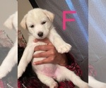 Puppy 1 Siberian Husky