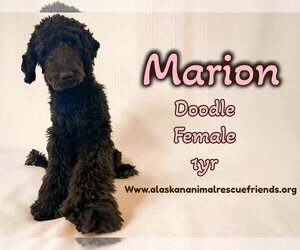 Labradoodle Dogs for adoption in Anchorage, AK, USA