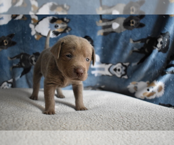 Medium Photo #1 Labrador Retriever Puppy For Sale in BULVERDE, TX, USA