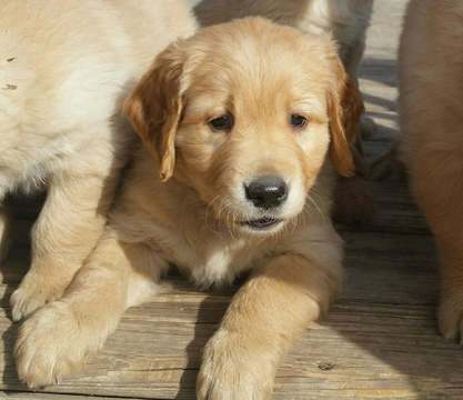 Medium Photo #1 Golden Retriever Puppy For Sale in LYONS, KS, USA