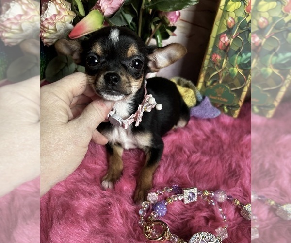 Medium Photo #3 Chihuahua Puppy For Sale in TRACY, CA, USA