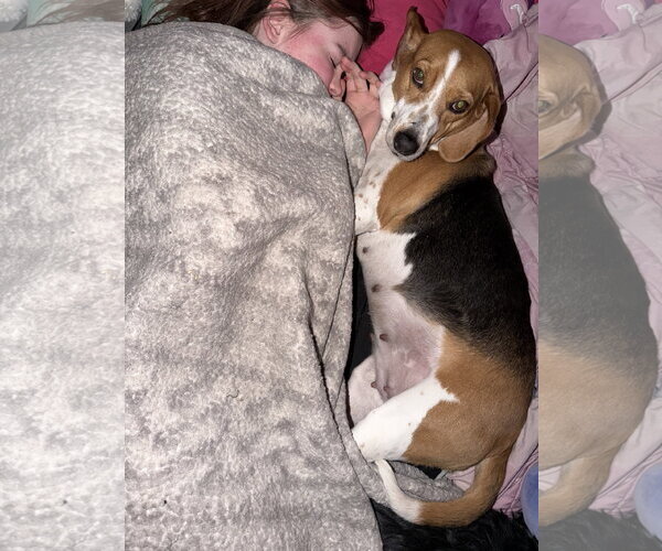 Medium Photo #4 American Foxhound-Beagle Mix Puppy For Sale in Holly Springs, NC, USA