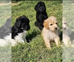 Small Photo #8 Goldendoodle Puppy For Sale in TARBORO, NC, USA