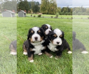 Bernese Mountain Dog Puppy for sale in SPRINGFIELD, OR, USA