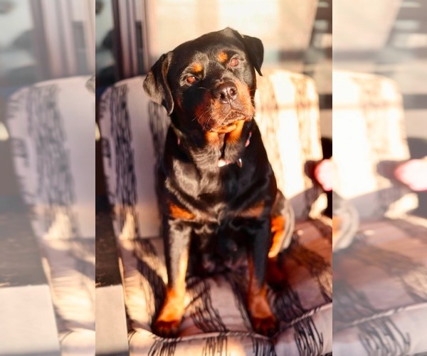 Medium Photo #1 Rottweiler Puppy For Sale in Duluth, MN, USA