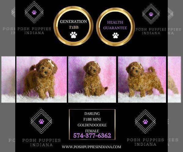 Medium Photo #2 Goldendoodle (Miniature) Puppy For Sale in WARSAW, IN, USA
