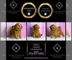 Small #1 Goldendoodle (Miniature)