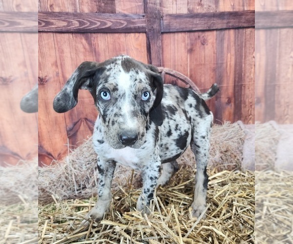 Medium Photo #18 Catahoula Leopard Dog Puppy For Sale in CUMBY, TX, USA