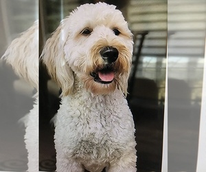 Father of the Goldendoodle puppies born on 06/27/2026