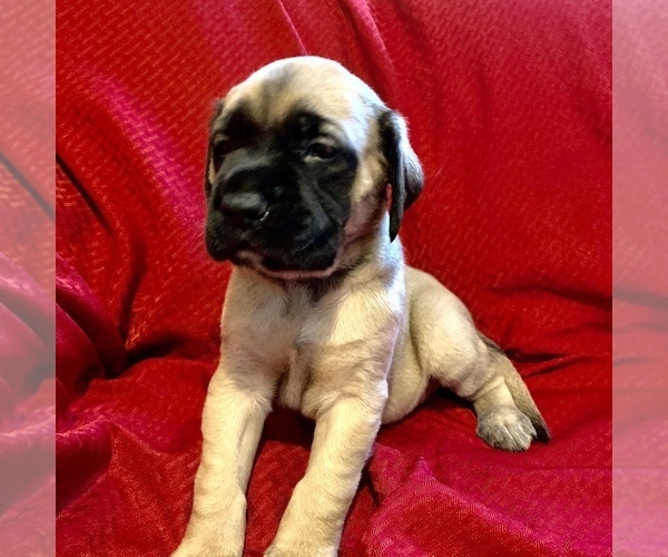 Medium Photo #3 Mastiff Puppy For Sale in FARMINGTON, WV, USA