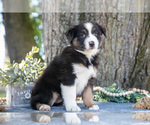 Puppy Pepsi Australian Shepherd