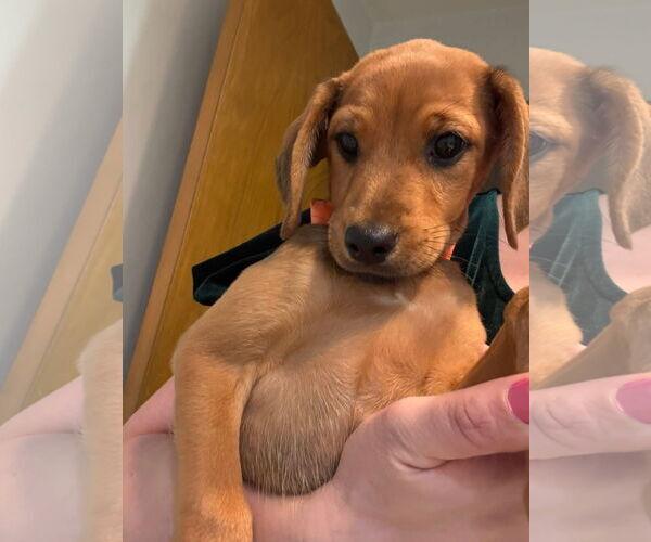 Medium Photo #4 Miniature Pinscher-Unknown Mix Puppy For Sale in New London, WI, USA