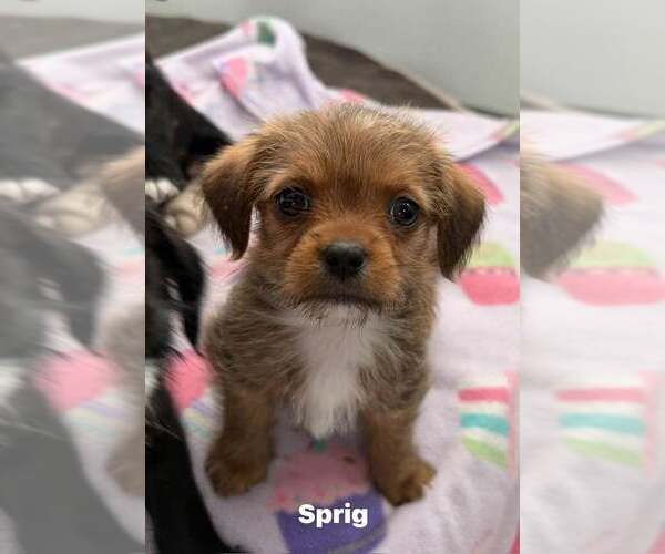 Medium Photo #3 Shih Tzu Puppy For Sale in Cave Creek, AZ, USA