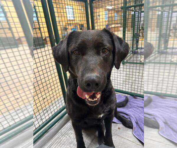 Medium Photo #3 Labrador Retriever-Unknown Mix Puppy For Sale in Calgary, Alberta, Canada