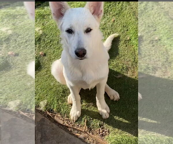 Medium Photo #4 Unknown-white german shepherd Mix Puppy For Sale in Newport Beach, CA, USA