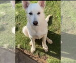 Small #3 white german shepherd Mix