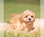 Small #3 Maltipoo (Miniature)
