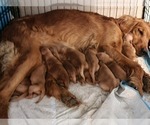 Puppy 6 females Golden Retriever