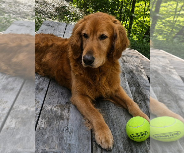 Medium Photo #1 Golden Retriever Puppy For Sale in ROCKFORD, MI, USA