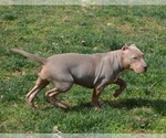 Small Photo #5 American Bully Puppy For Sale in UNIONVILLE, VA, USA