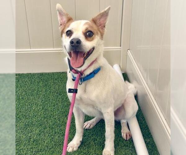 Medium Photo #1 Mutt Puppy For Sale in Camarillo, CA, USA