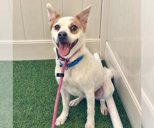 Mutt Dogs for adoption in Camarillo, CA, USA