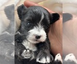 Small #7 Morkie