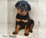 Puppy Teddy Rottweiler