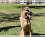 Small #1 German Shepherd Dog