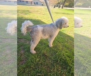 Mother of the Saint Berdoodle puppies born on 02/28/2026
