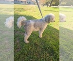 Small Photo #1 Saint Berdoodle Puppy For Sale in EARLY, TX, USA