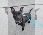 Small Photo #1 American Pit Bull Terrier-Unknown Mix Puppy For Sale in Millersville, MD, USA