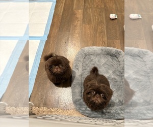 Shih Tzu Puppy for sale in LAKE ELSINORE, CA, USA