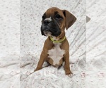 Small Photo #5 Boxer Puppy For Sale in AFTON, WY, USA