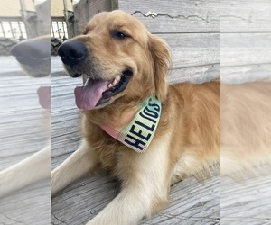 Father of the Golden Pyrenees puppies born on 10/25/2025